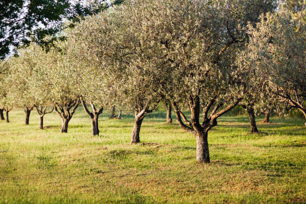 A closeup shot of growing trees in the field under the sunlight